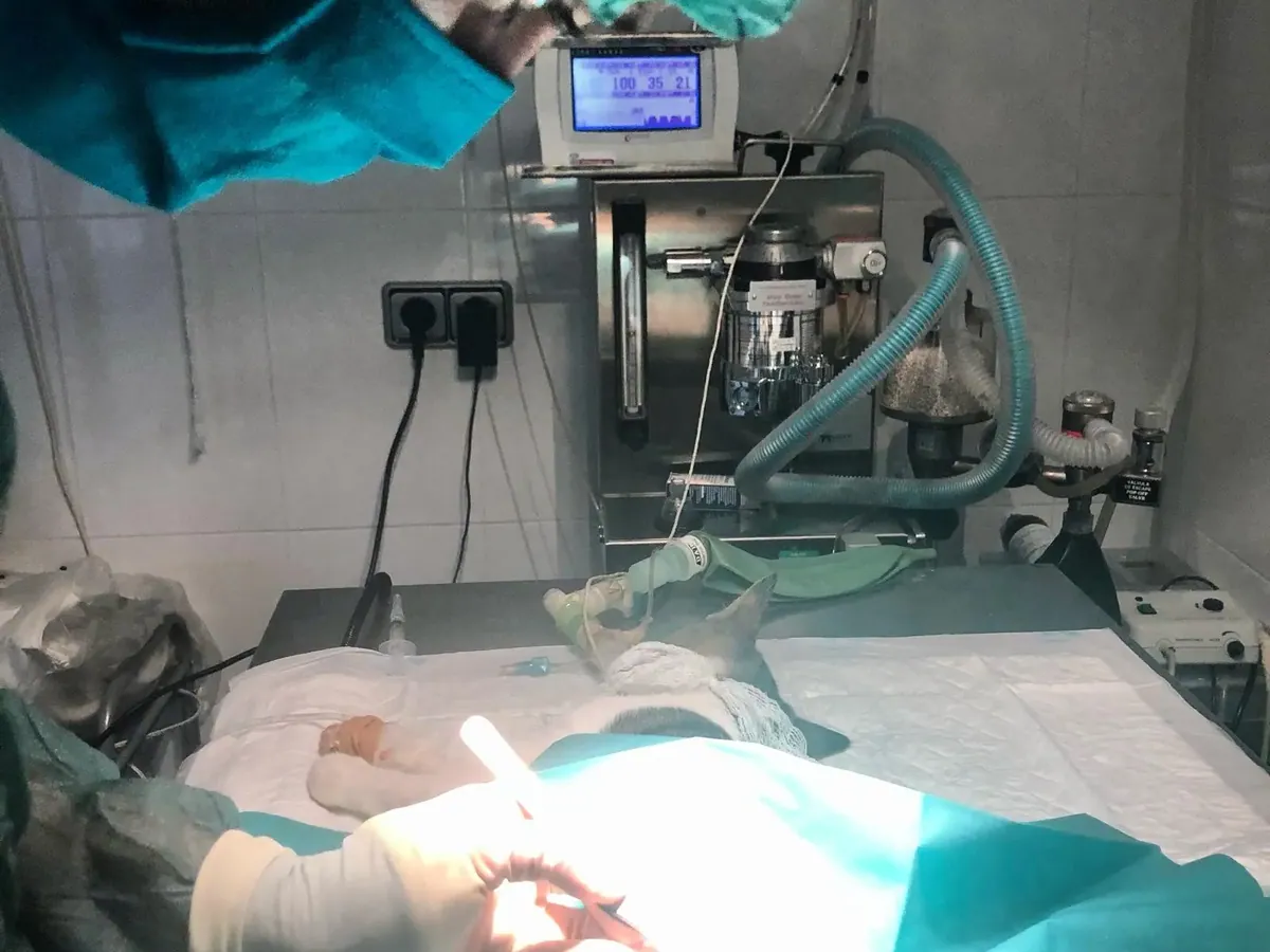 Quirófano del Centro Veterinario Alhama durante una intervención