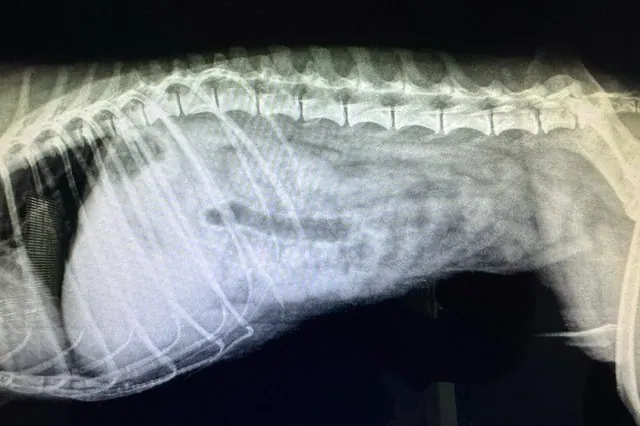 Radiografía realizada en el Centro Veterinario Alhama