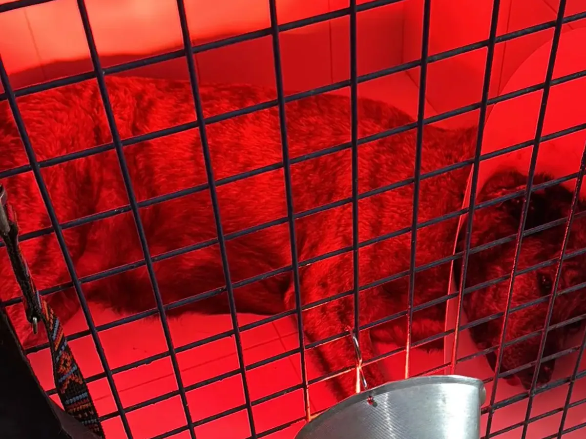 Jaula de hospitalización con lámpara de calor en el Centro Veterinario Alhama